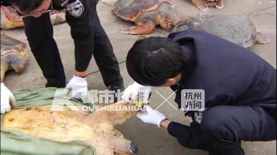 在网友发布贴子后,海龟的这些触目惊心的照片让网友们非常气愤。