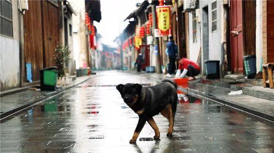 | 图为湖镇老街,钱洁瑗摄