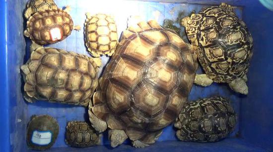 浙14名龟友售31只稀有乌龟被捕 出门遛龟想想就有趣