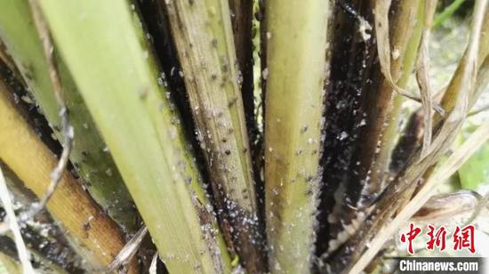 褐飞虱群集在水稻基部取食为害。仙居发布供图
