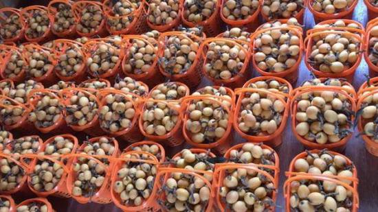 浙江多地枇杷已经开采 今年枇杷丰产物美价廉