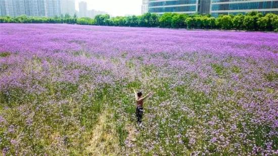 花海自驾路线