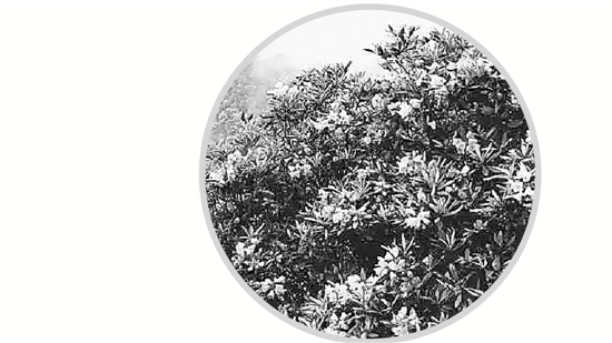 箬寮原始林