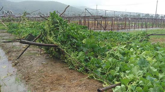 后岘村的田地里,夹在当中的约400亩水稻倒伏