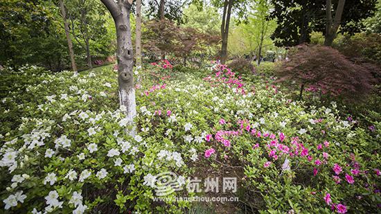 黎明公园盛开的杜鹃花