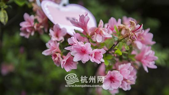 “麒麟”杜鹃
