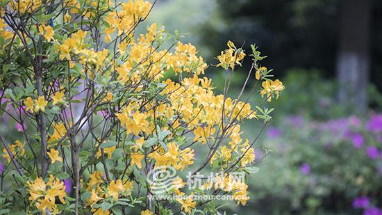 本土?#20998;?#32650;踯躅
