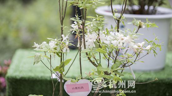 山麓杜鹃