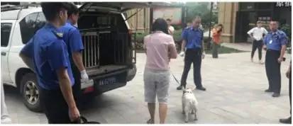 城管和物业到犬主家带走了伤人的斗牛犬。图片来自小区物业群