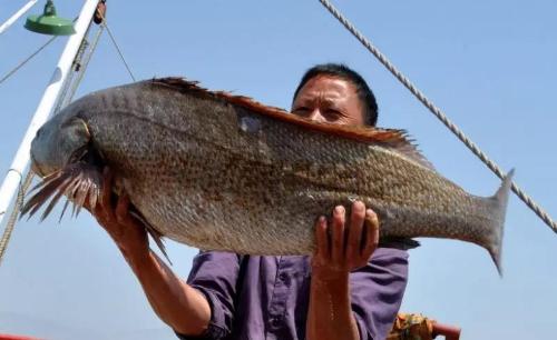 开渔啦在温州让海鲜激活你的味蕾吧