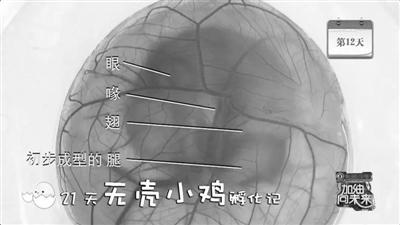中国首只无壳孵化小鸡出生