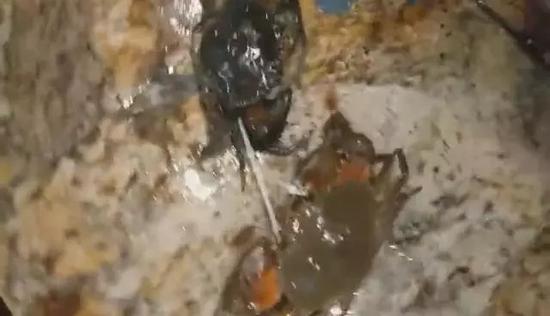 两只蝤蛑有一只没动(视频截图)