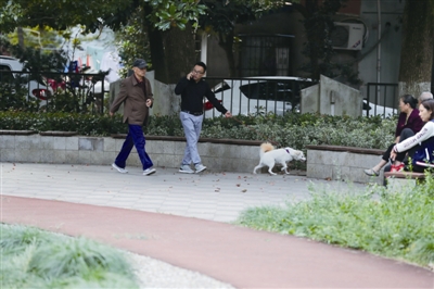 白鹤公园,一位居民牵着狗绳遛狗。