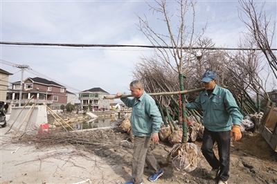 待到250株早樱盛开,永胜村的这个池塘将成为仁和“美丽乡村”的一个亮点。