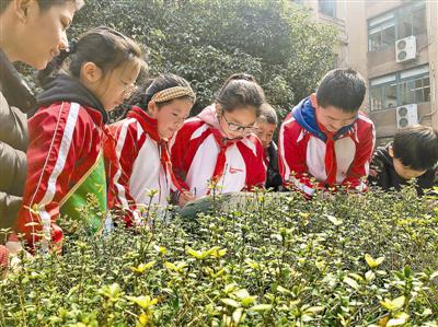 孩子们在做植物大搜索。