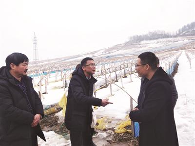 考察北岗镇人参基地