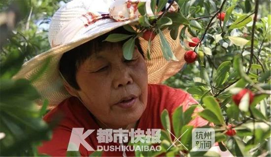 屠媽媽在采摘楊梅