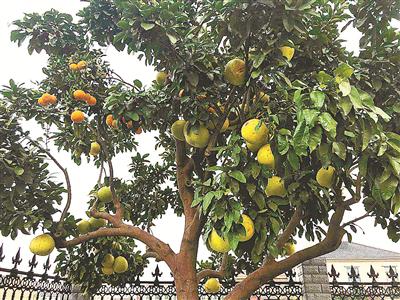 村民王佳鹏家中庭院的柚子树。(陈章升摄)
