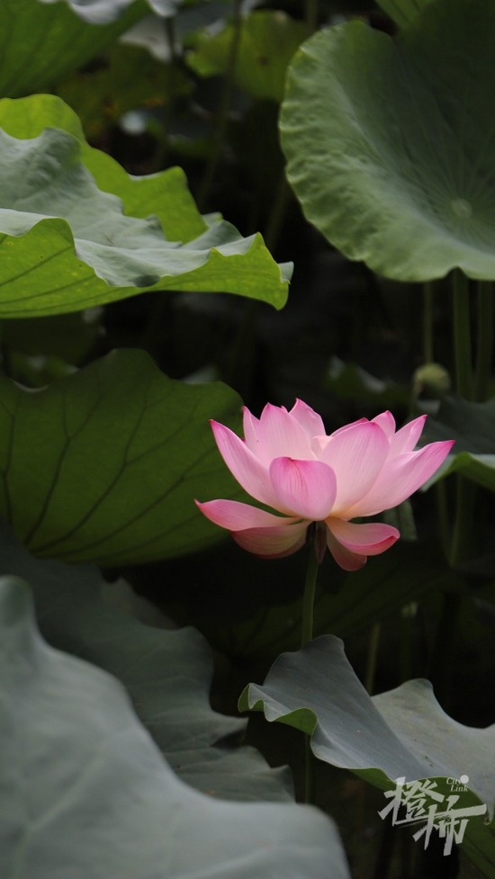 荷花(西溪湿地)