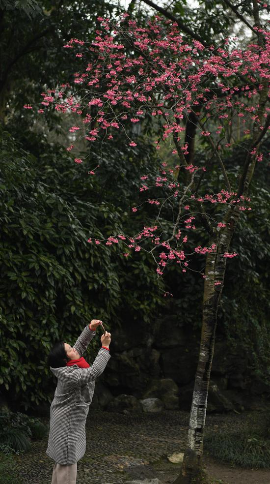 图为:游人在樱花树下拍照。