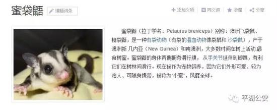 嘉兴男子花2万网购抖音网红蜜袋鼯 付款后卖家