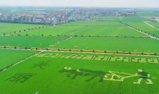 赴一场上虞稻田里的视觉盛宴