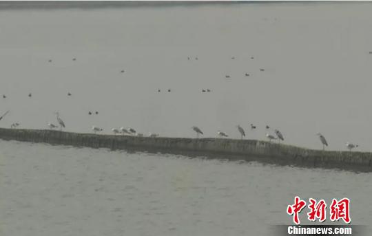 长白荡白鹭视频截图。嘉善县太浦河管理所供图