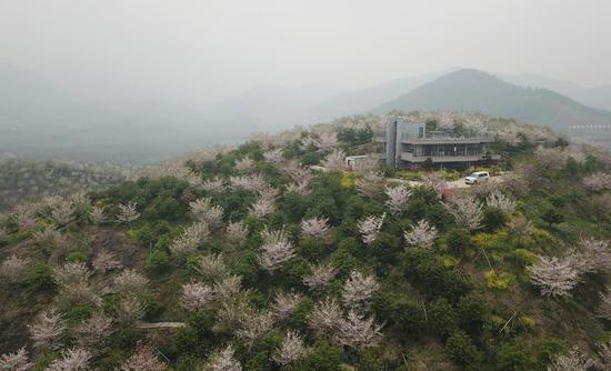 图为:航拍盛开的樱花。王刚 摄