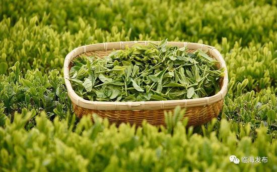 临海羊岩山:一片树叶和一座小镇的故事