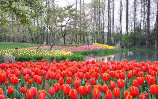 ▲花港管理处 往年图