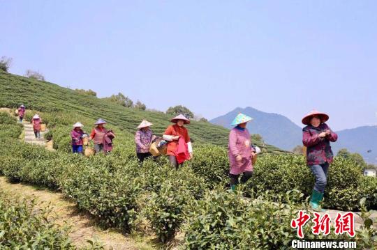 茶农采茶忙。(资料图) 钱晨菲 摄