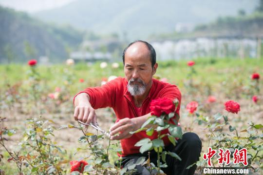 韦忠良种下一片花海 闵峰 摄