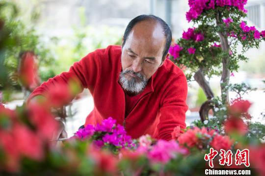韦忠良在打理花枝 闵峰 摄
