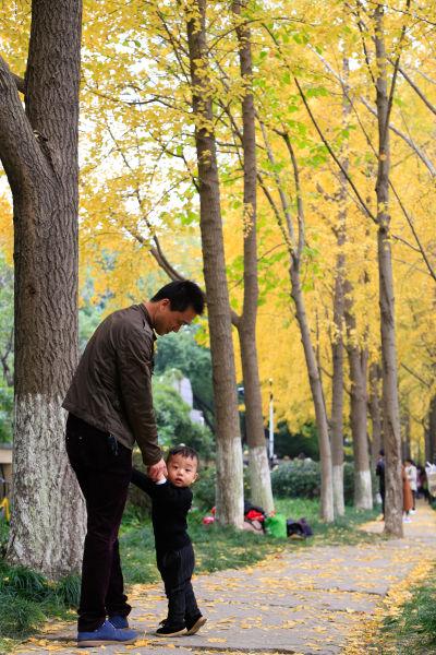 图为:一对父子正在银杏林中玩耍。王远摄
