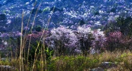 3月中下旬的浙西天池,野樱花开起来漫山遍野。