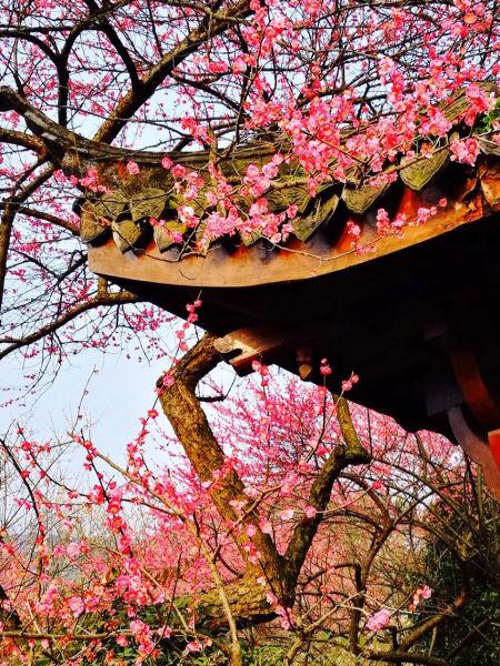 图为:古亭前盛开的梅花。 陈福(通讯员) 摄