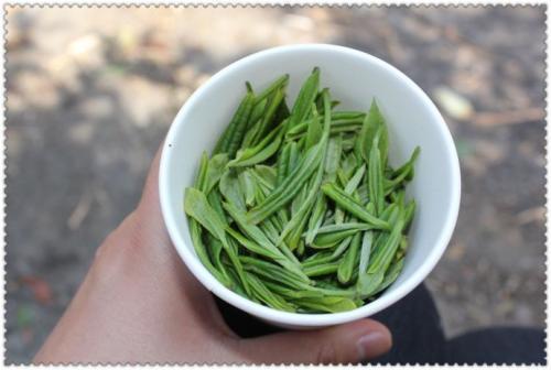 再有一周明前茶就可采摘 萧山三清茶预计600元