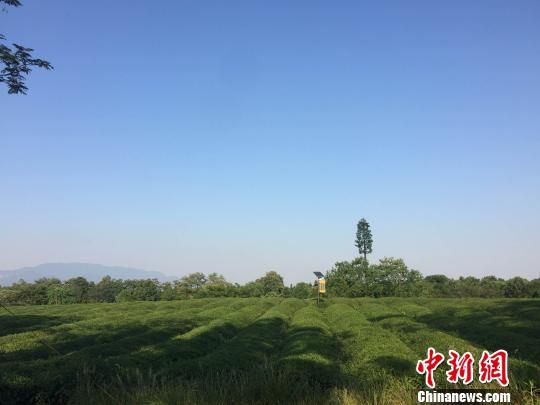 浙江兰溪某茶园。 张斌 摄