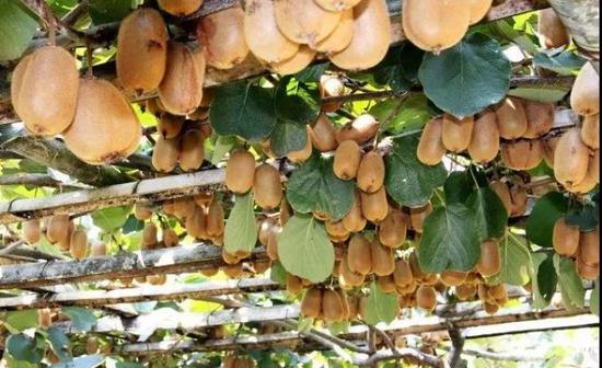 泰顺猕猴桃获评国家农产品地理标志登记产品