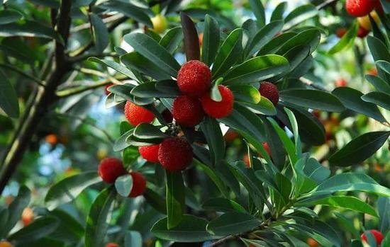 临海市永丰镇获国字号:中国特色休闲小水果之