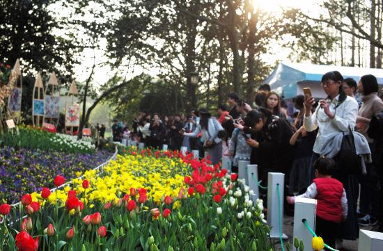 图为:市民游客正在大片的郁金香前赏花。 颜石斌(通讯员) 摄