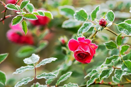 西湖景区的草坪和植物上,出现了浓霜。 拍友 里尔 摄