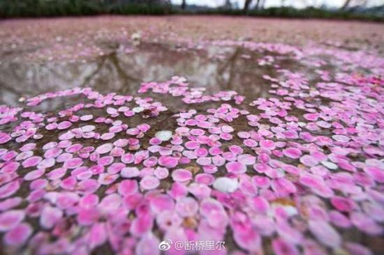 (惊蛰,落红。图片来源@断桥里尔)