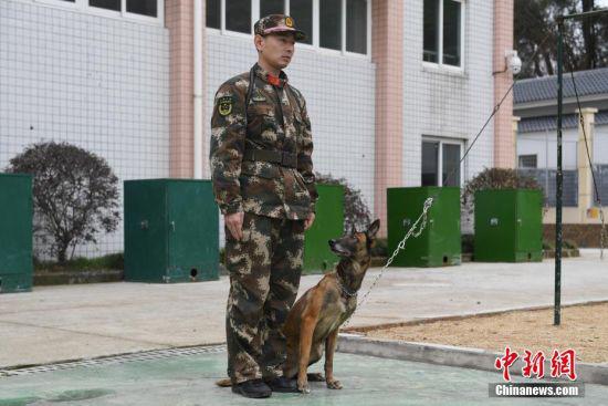 一只搜救犬正在等待训练指令。 中新社记者 王远 摄