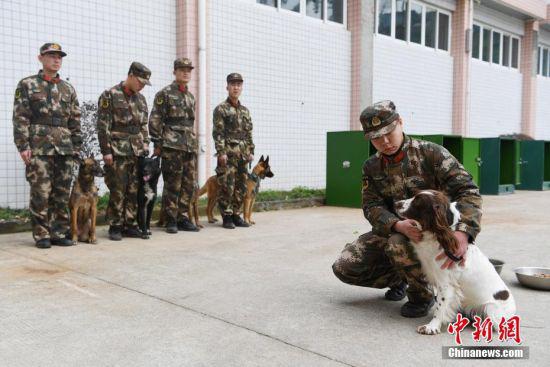 训导员们正在与搜救犬们进行训前互动。 中新社记者 王远 摄