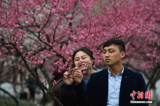 两位游客正在欣赏盛开的红梅。 中新社记者 王刚 摄