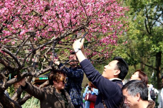 图为:市民们正在拍摄红梅。 柱子 摄