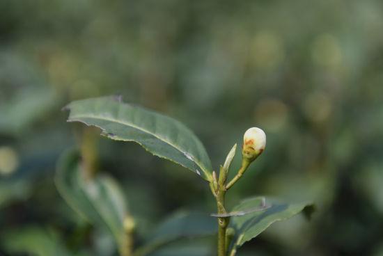 图为:白嫩的龙井茶花待放。王刚 摄