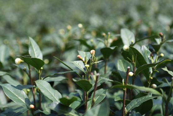 图为:龙井茶花含苞待放。王刚 摄