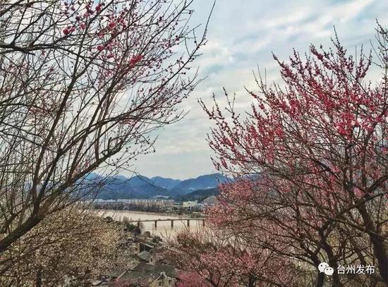 树上有个好地方2上映时间 ZRWW-fyrpeif0817045.jpg